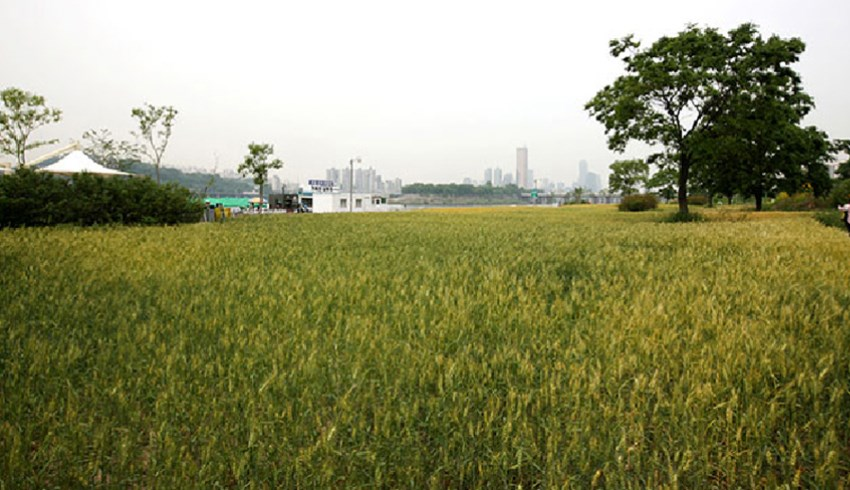 input image