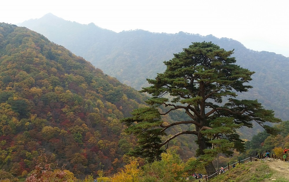지리산 와운마을 천년송가
