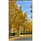 thumbnail click open images