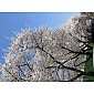 thumbnail click open images